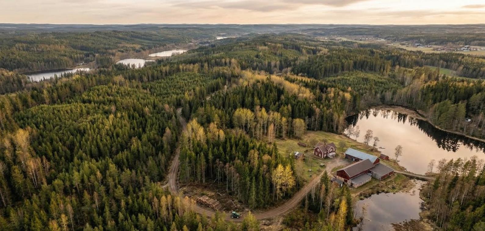 Treebula – rekrytering av försäljningschef genom Devi